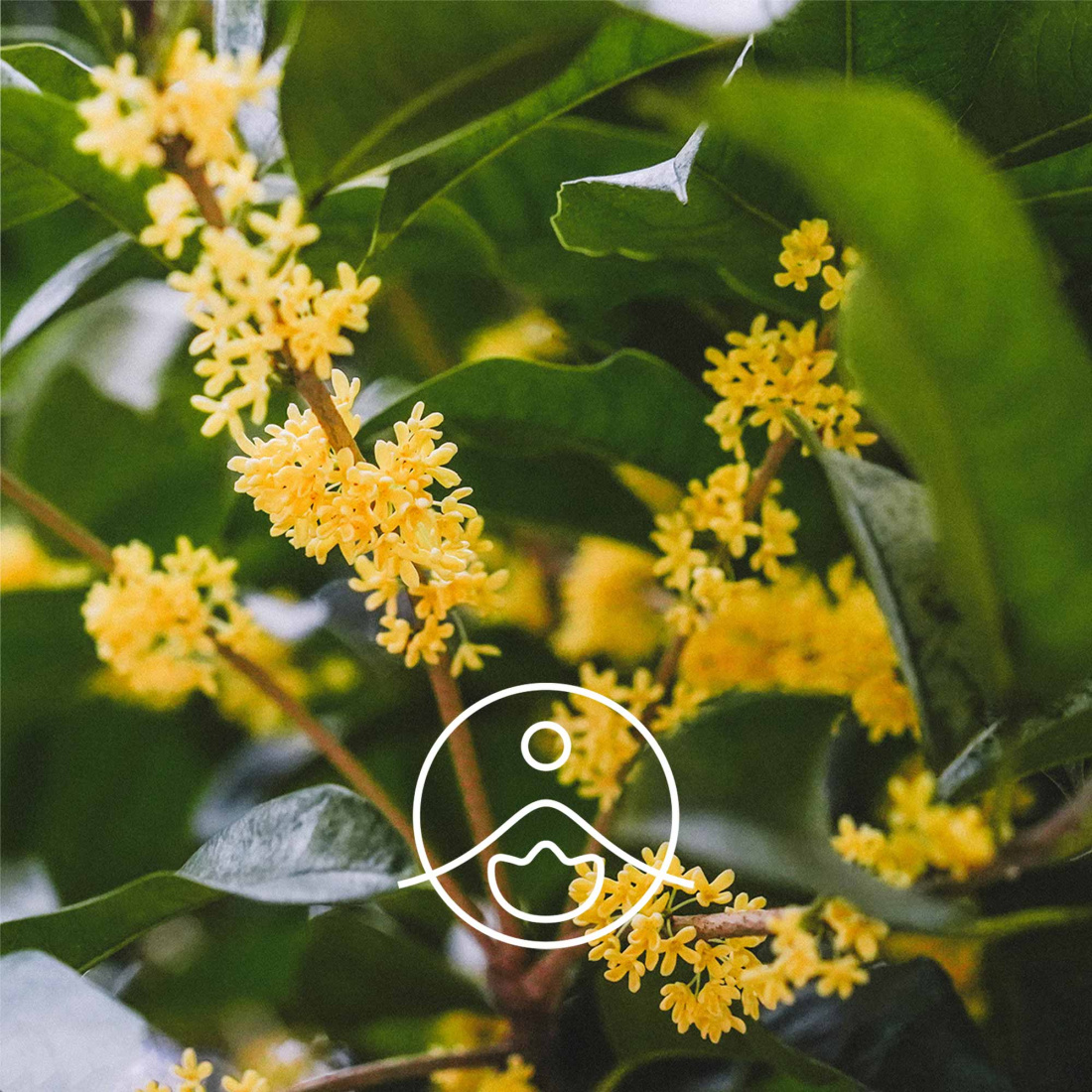 Osmanthus (doré) absolue 