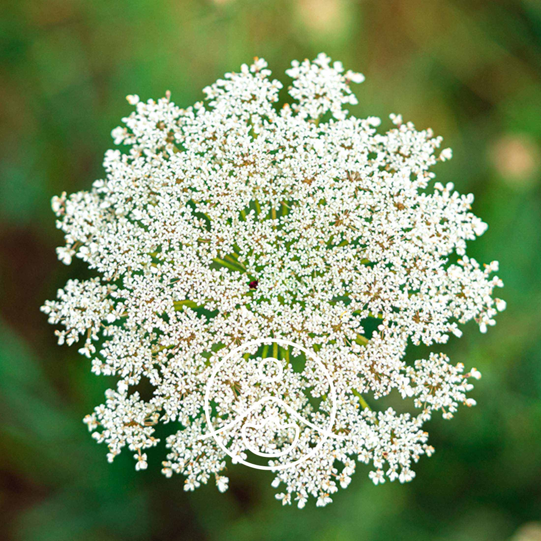 CO2 Extract Wild Carrot Seed Organic (Carrier Oil) 