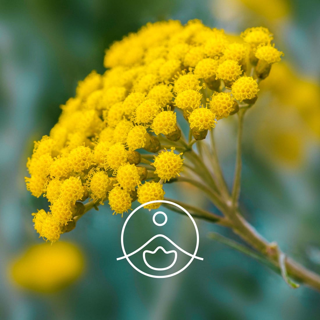 ATTIS Olio Essenziale Di Helichrysum Italicum (Elicriso) – Puro 100% – 5 Ml – Aromaterapia